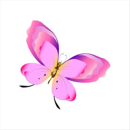 beautiful pink butterflies, isolated on a whiteのイラスト素材