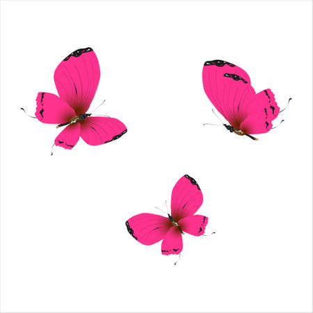 beautiful red butterflies, isolated on a whiteのイラスト素材