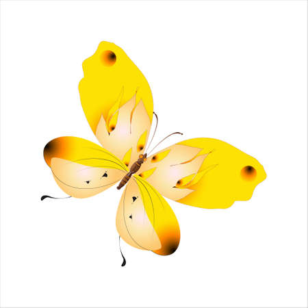 beautiful yellow butterflies, isolated on a whiteのイラスト素材