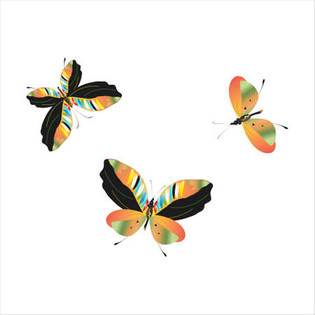 color beautiful butterflies, isolated on a whiteのイラスト素材