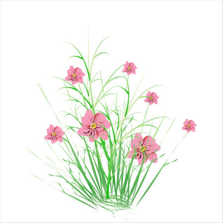 beautiful color flowers, isolated on a whiteのイラスト素材