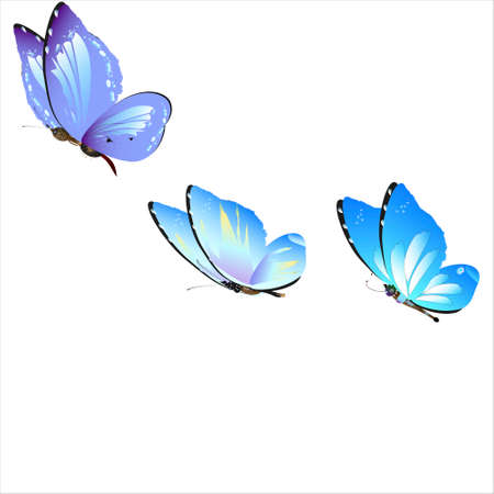 beautiful butterflies, blue, isolated on a whiteのイラスト素材
