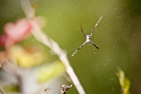 Spider web in natural habitatの写真素材