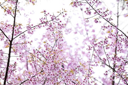 Himalayan Cherry tree with blooming pink flowers