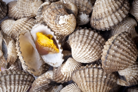 Close up of steamed cockles