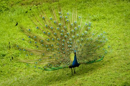  A peacock with its colorful tail fully openedの写真素材