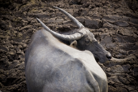 A grey goatの写真素材