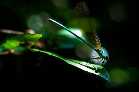 Green dragonfly on a leaf
