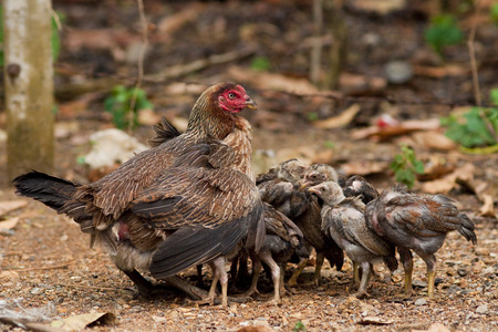 A mother hen with its chicksの写真素材