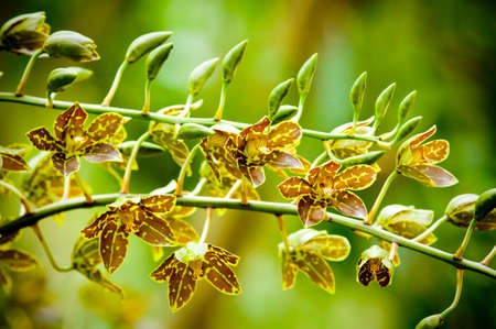 Orchid in the gardenの写真素材