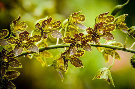 Orchid in the gardenの写真素材