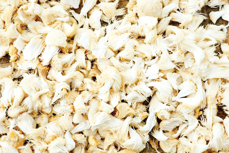 White fungus mushroomsの写真素材