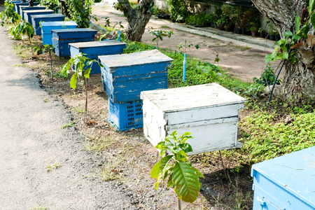Honey bee hives in wooden boxesの写真素材