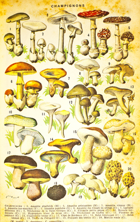 Collection of mushroomsの写真素材