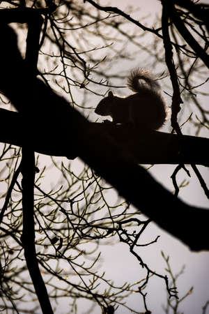 squirrel backlit in treesの写真素材