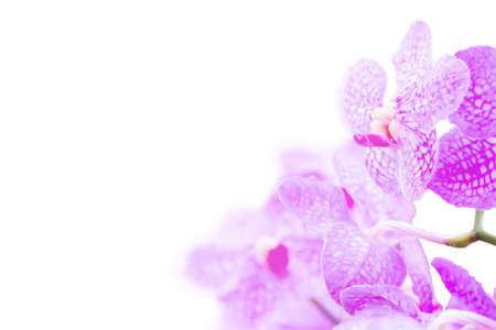Purple orchid isolated on white background, with clipping pathの写真素材