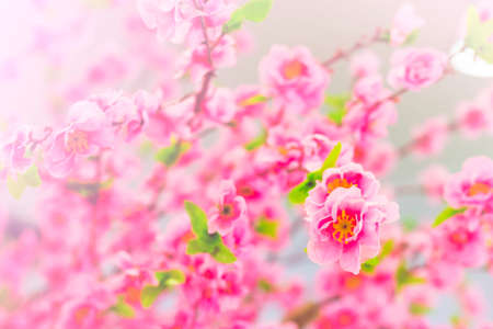 sweet color pink flowers in bokeh texture soft blur for background on pastel colors