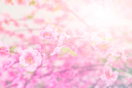 sweet color pink flowers in bokeh texture soft blur for background on pastel colors