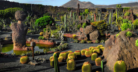 Cactus garden on Lanzarote, different kinds of cactuses in different colors, shapes and sizesのeditorial素材