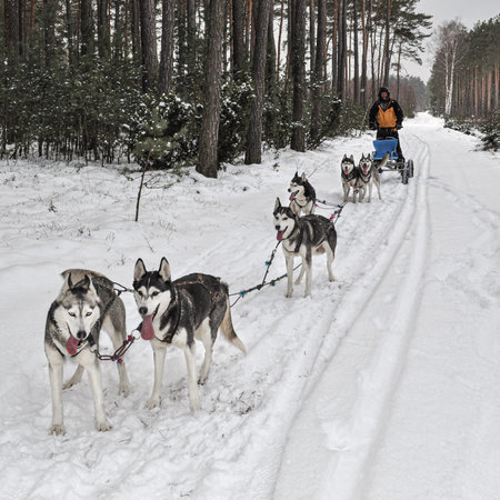 Husky sled dog racing in winter forest. Siberian husky sled dog racing in winter forest.
