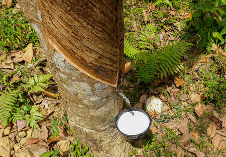 Milk from a rubber tree into a cup on the ground.の写真素材