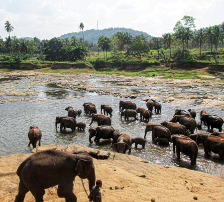Elephants bathing in a river in Pinnawala, Sri Lankaの写真素材