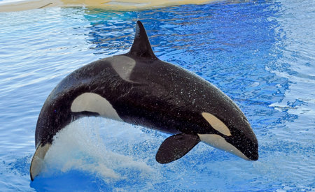 Killer whale in the pool, close-up of the head, jumping, Loro Park, Tenerifeの写真素材