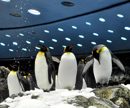 King penguins in a zoo in the snow. Black and white penguinsの写真素材
