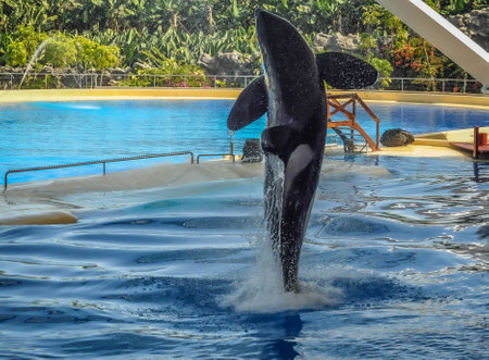 Orca jumping out of the water in a dolphinarium.の写真素材