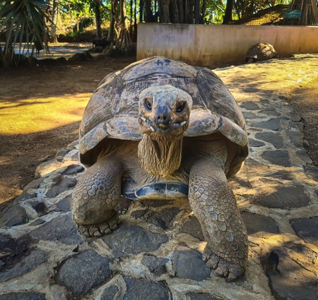Giant tortoise in the park, Mauritiusの写真素材