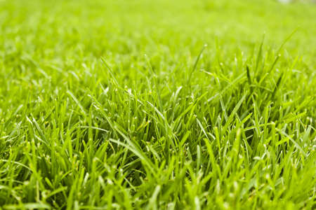 Focus view on a clean grass (green background)の写真素材