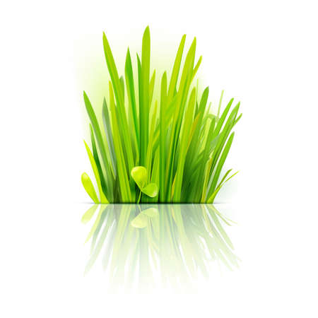 Realistic grass design element. Eco friendly field illustration. Summer green . Growth flora emblem.のイラスト素材