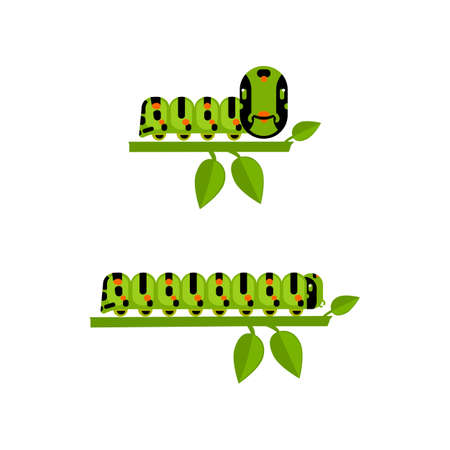 Macro of green caterpillar isolated on white. Young and big vector drawn caterpillar. Flat caterpillar. Game design of caterpillar. Polyxena caterpillarのイラスト素材
