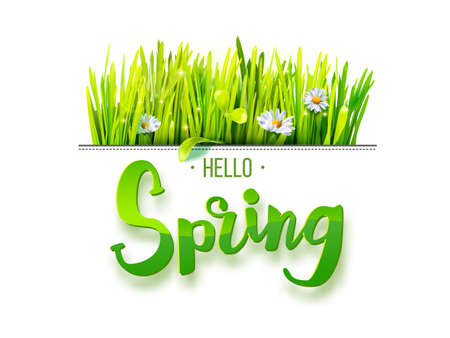 Hello Spring lettering with green grass and chamomile isolated on white background. Design for banners, greeting cards, spring sales.のイラスト素材