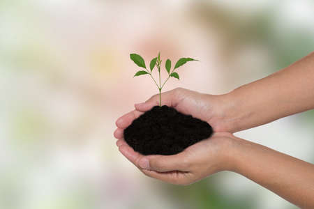 Human hands holding green small plant new life concept. background