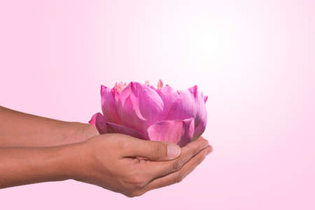 Water lily flower in woman handsの写真素材
