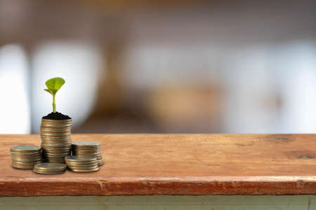 bank,piggy bank,Money,Coins,Concept,Tree, Sprout growing on glass piggy bank with office work in saving money concept.の写真素材