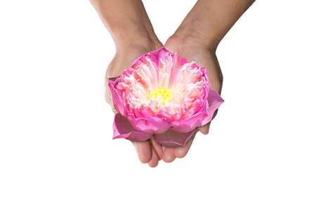 Water lily flower in woman handsの写真素材