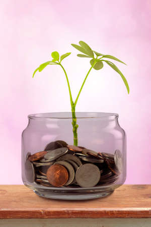 Plant Growing In Savings Coins - Investment And Interest Conceptの写真素材