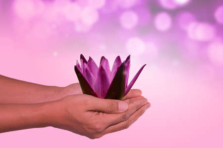Water lily flower in woman handsの写真素材