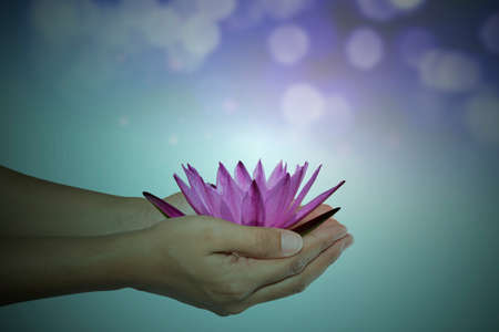 Water lily flower in woman handsの写真素材