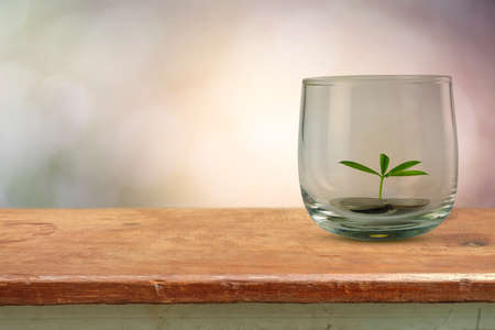 Plant Growing In Savings Coins - Investment And Interest Conceptの写真素材