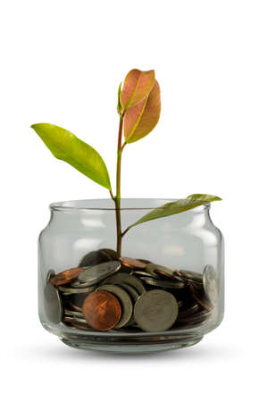 Plant Growing In Savings Coins - Investment And Interest Conceptの写真素材