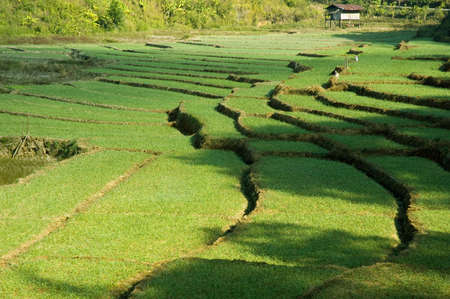 Terraced rice fields in northern Thailand の写真素材