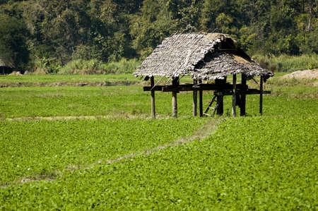 hut on the rice fields の写真素材