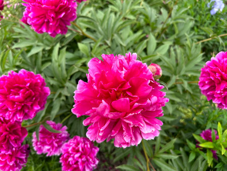 Blooming lush red peony buds close-up. Peonies on the flower bedの写真素材