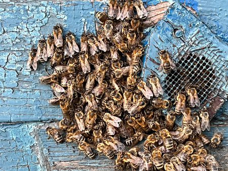 A colony of bees sits on a blue wooden beehive. Bee swarm close-up. Beekeepingの写真素材