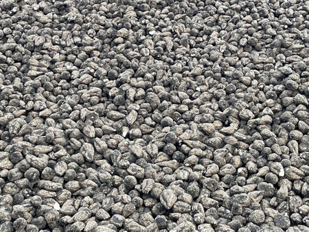 Sugar beet roots close-up. Gray texture, gray wallpaper, screen saver wallpaper. Beet roots in a pile. Sugar beet is a root cropの写真素材