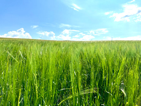 An ear of barley in a field on a bright sunny day. Young green tendrils of barley ears against the sky. An ear of wheat in a barley field is ripening. Beautiful nature, rural landsの写真素材
