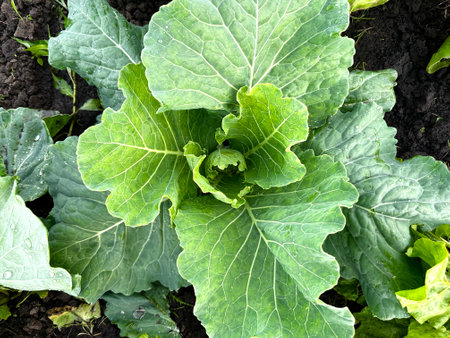 Drops of morning dew on a leaf of cabbage growing on a farm. A lush bush of green young cabbage grows in the garden. agriculture, eco-farmの写真素材